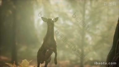 在树林下<strong>飞跃</strong>小鹿的慢镜头